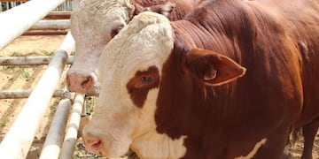 Balance satisfactorio del Primer Remate de Reproductores en San Vicente