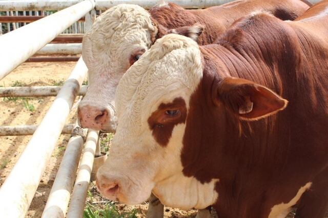 Balance satisfactorio del Primer Remate de Reproductores en San Vicente