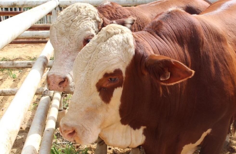 Balance satisfactorio del Primer Remate de Reproductores en San Vicente