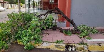 Fuertes rafagas de viento tumbaron varios árboles en Arroyito