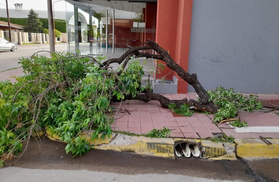Fuertes ráfagas de viento derribaron varios árboles en Arroyito