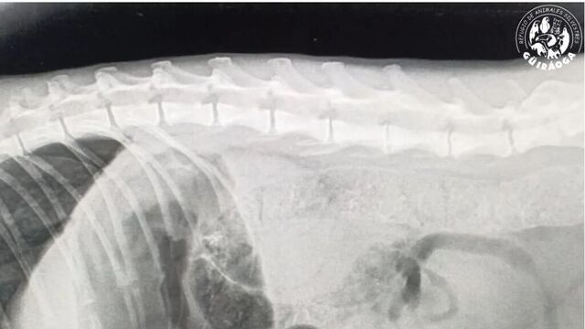 Tristeza en la fauna misionera: atropellan a una ocelote preñada en el Parque Nacional Iguazú.