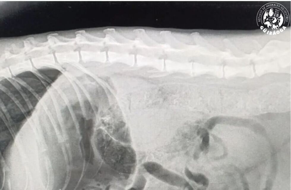 Tristeza en la fauna misionera: atropellan a una ocelote preñada en el Parque Nacional Iguazú