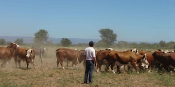 elección de vacas donante  (Archivo).