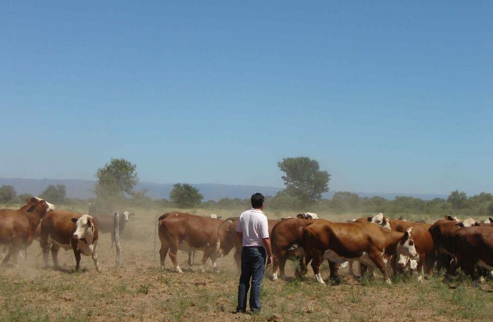 Elección de vacas donantes
