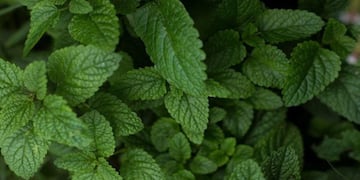 El auténtico sabor de la planta se logró tras cinco años de prueba.