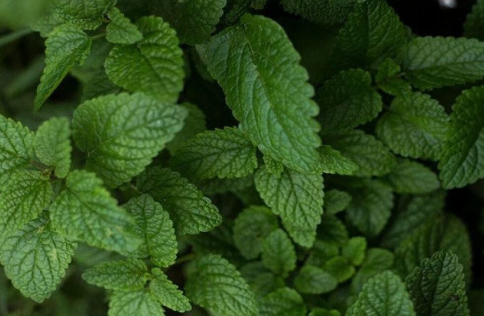 Córdoba: creó el alfajor de peperina con “sabor auténtico” tras cinco años de prueba