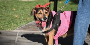 Moviendo las patitas: mascotas sanjuaninas desfilaron para celebrar su día