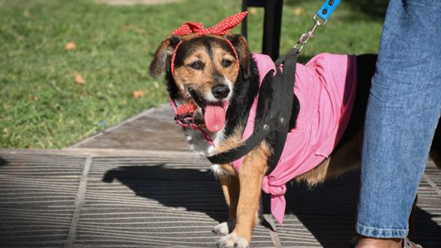 Moviendo las patitas: mascotas sanjuaninas desfilaron para celebrar su día