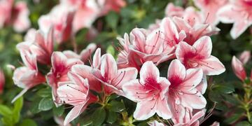 Azaleas
