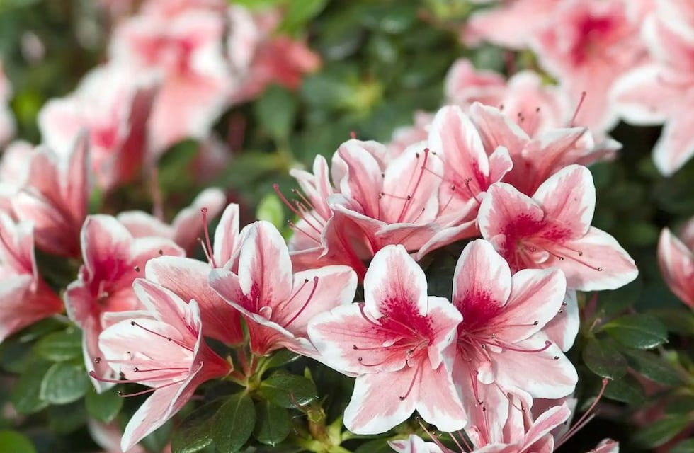 Azaleas: cómo cultivarlas y atraer la buena suerte al hogar