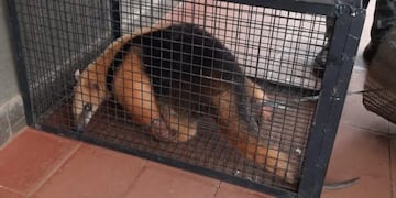 Una “osa melera” fue rescatada en Garupá.