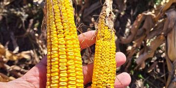 Maíz Córdoba