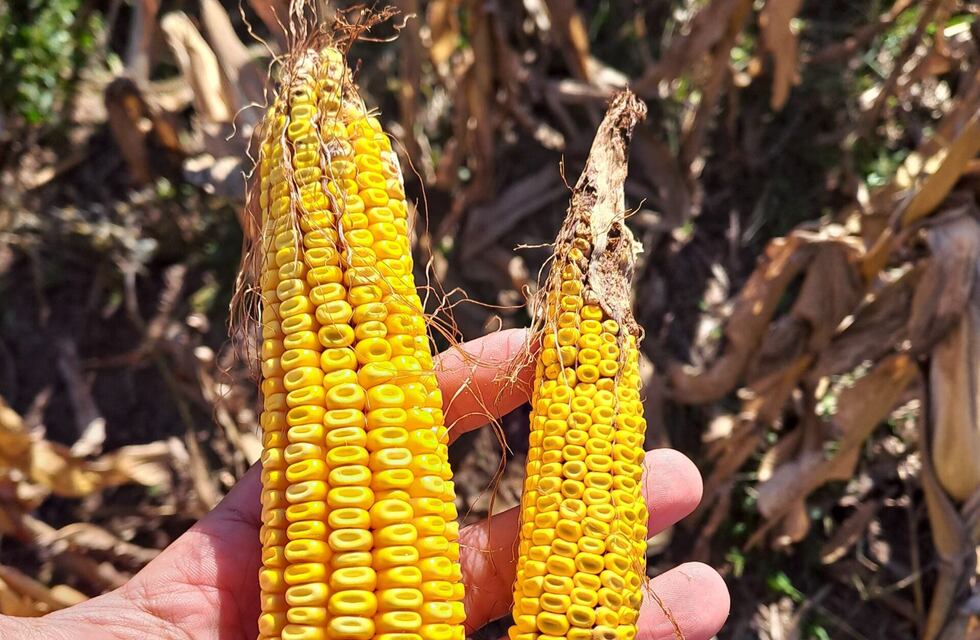 Rafaela, sin problemas con la “chicharrita del maíz”