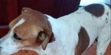 Tom, el perro agredido, en una foto anterior al ataque. (Gentileza)