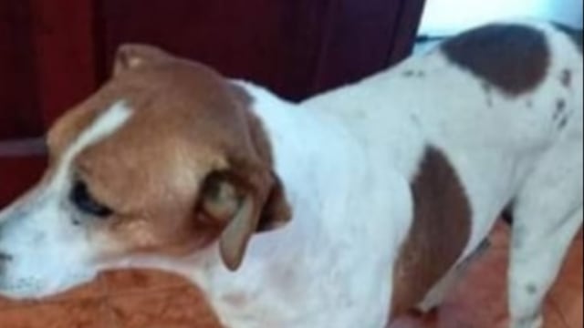Tom, el perro agredido, en una foto anterior al ataque. (Gentileza)