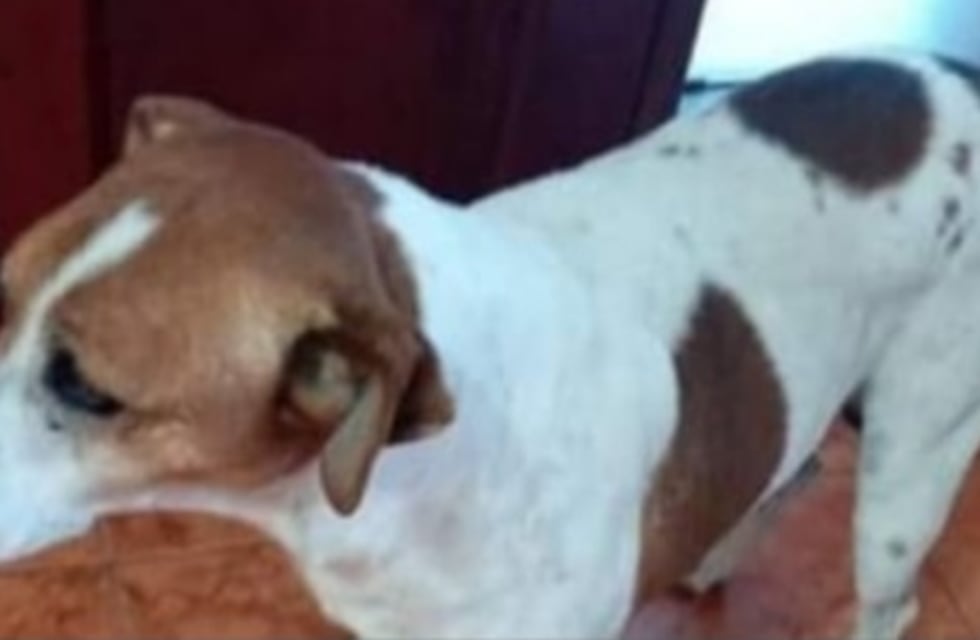 Maltrato animal en Río Tercero: despellejaron a un perro y la Justicia investiga el hecho
