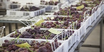 La promoción de las exportaciones vitivinícolas a Brasil ya es un hecho