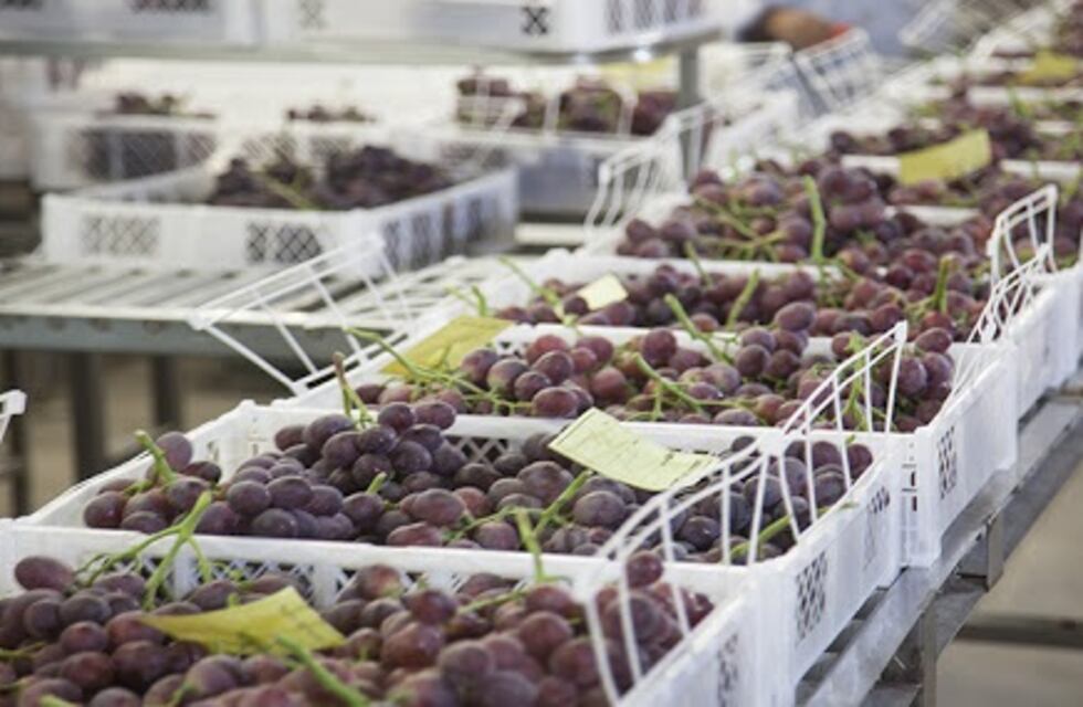 Brasil facilitaría el ingreso de la uva en fresco de Mendoza