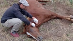Nuevos casos de Encefalomielitis Equina en San Rafael.
