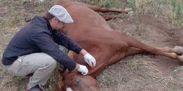 Nuevos casos de Encefalomielitis Equina en San Rafael.