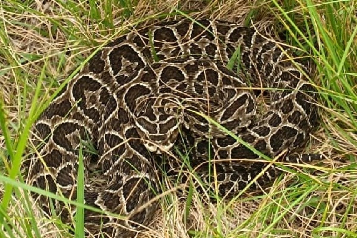 Yararás, (Bothrops alternatus)
