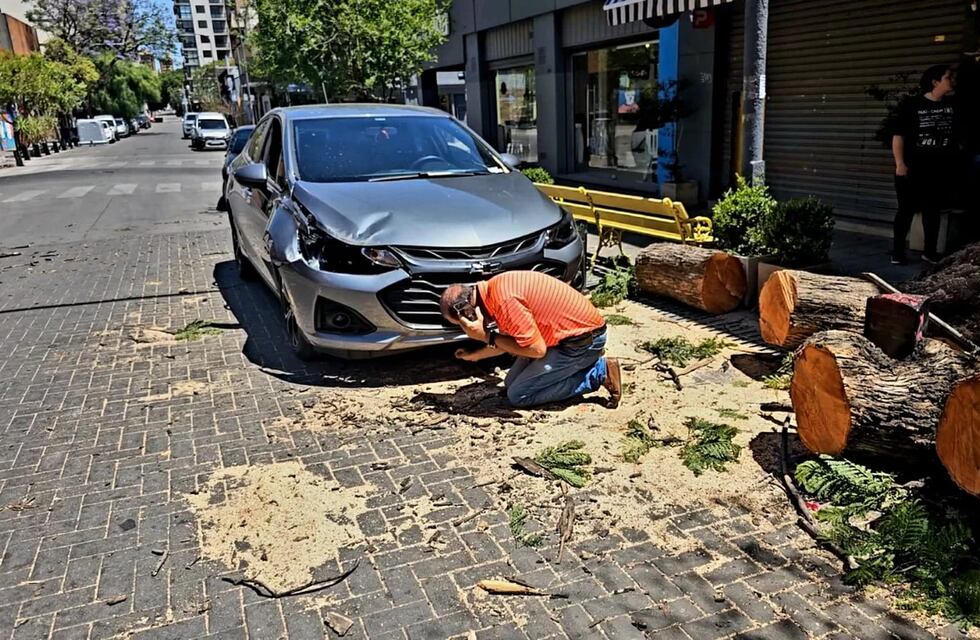 Un peligro: en árbol se desplomó en el centro de Córdoba y aplastó a dos autos