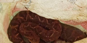 Recuperaron a una serpiente de cascabel en Caraguatay.