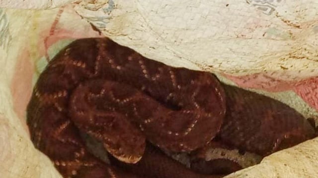Recuperaron a una serpiente de cascabel en Caraguatay.