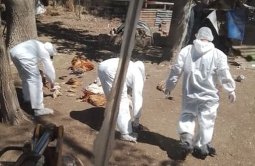 Gripe aviar en Córdoba: confirman dos nuevos casos positivos, en aves de traspatio