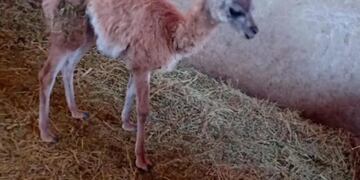 Un pequeño guanaco fue rescatado de un corral en Caucete.