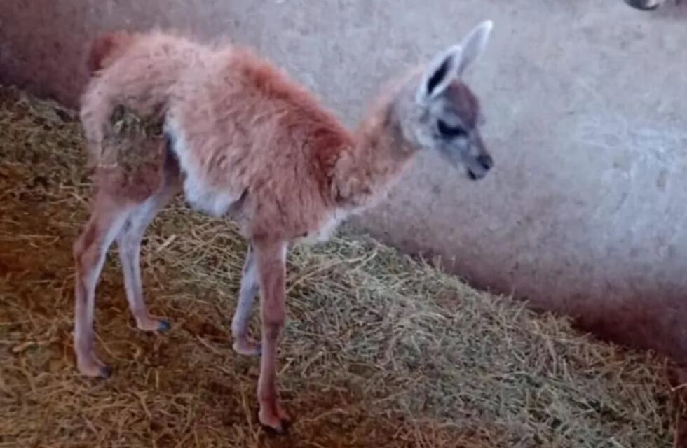 Rescataron a un pequeño guanaco que estaba en poder de un puestero caucetero