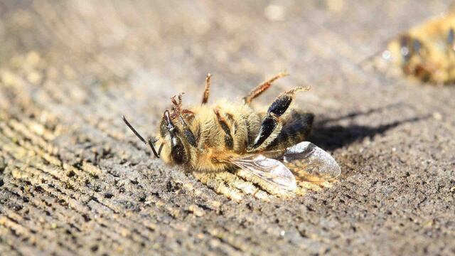 Qué significa encontrar una abeja muerta en tu casa.