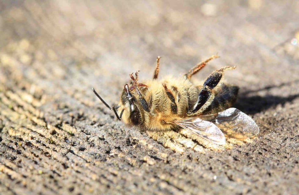 Qué significa encontrar una abeja muerta en tu casa