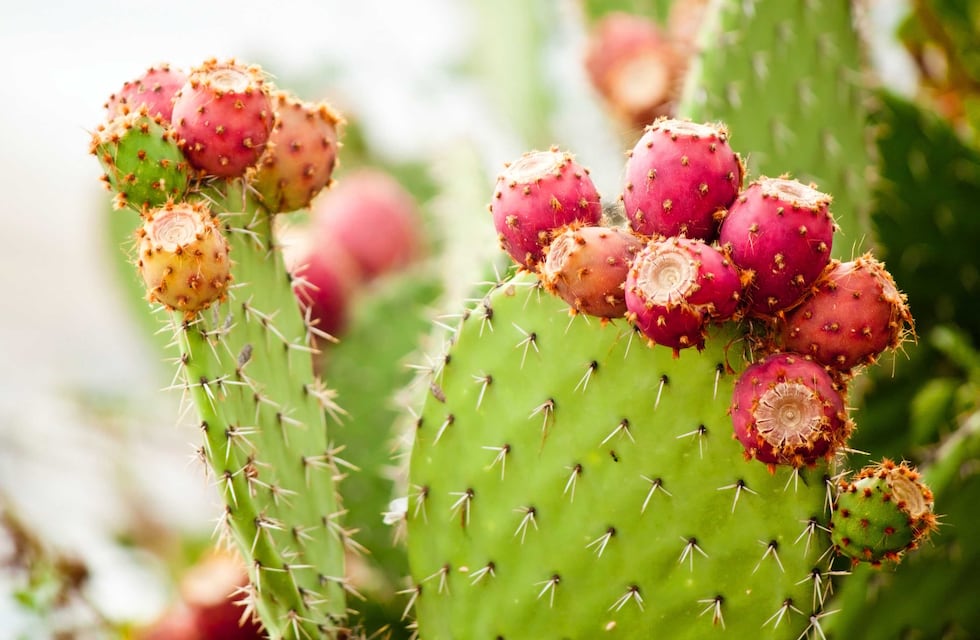 Las tunas, Opuntia sps. ¿Un tesoro bajo las espinas?