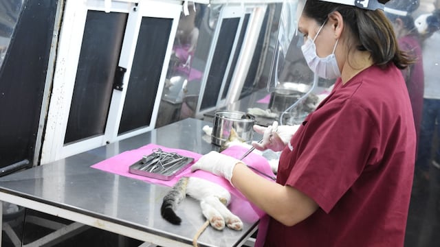 Quirófano Móvil donde se hacen castraciones en Rafaela