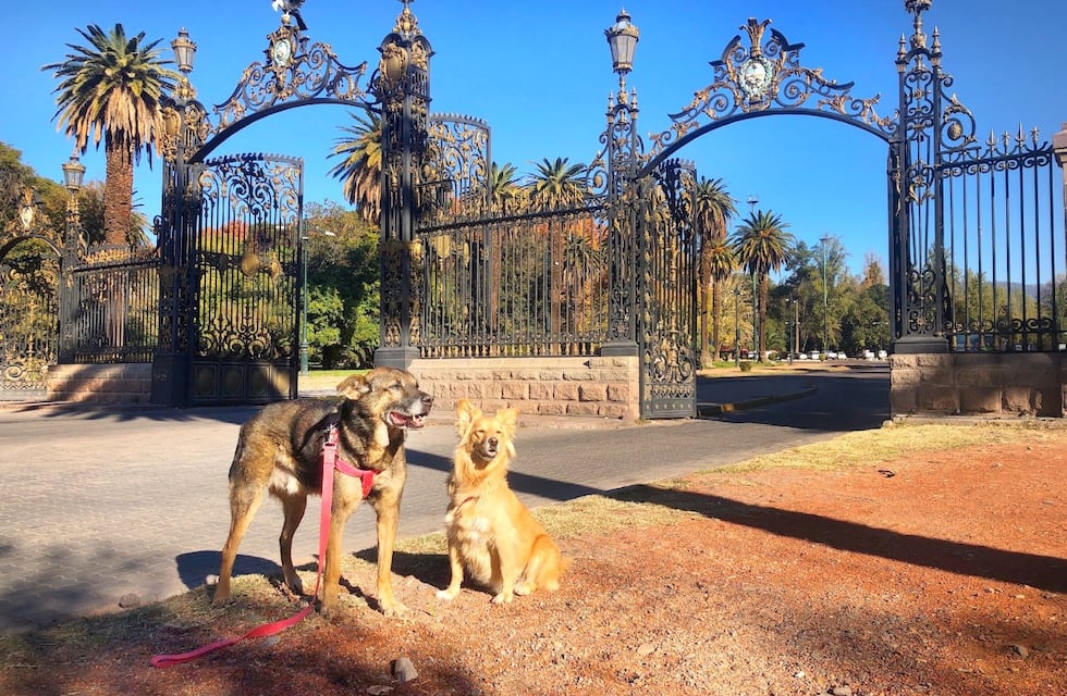 Chiqui y Foxy, la historia de los perros que viajan por el país