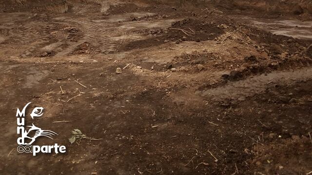 Construyen lago artificial para aves silvestres que escapan de incendios en las islas