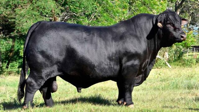 Robaron un toro en Santiago del Estero que vale más de un millón de pesos.