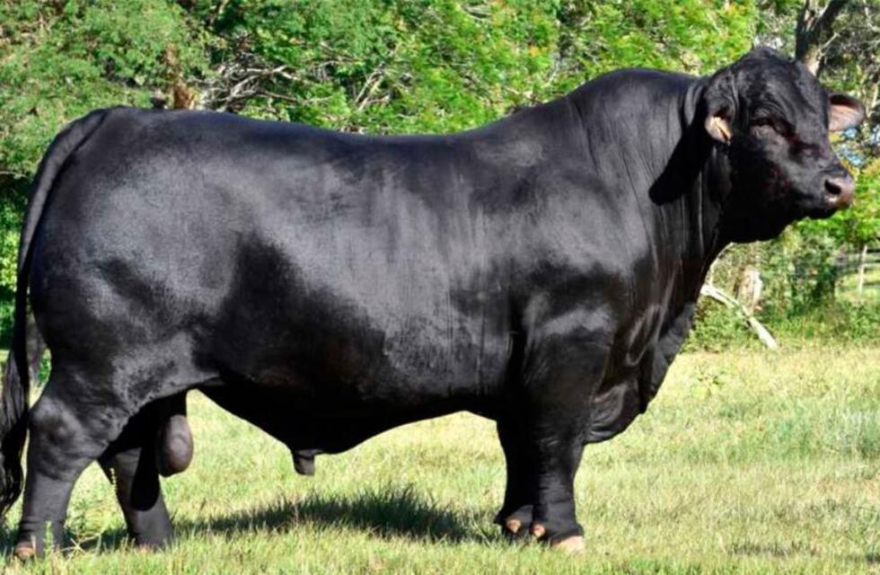 Santiago del Estero: robaron un toro de 800 kilogramos que vale más de $1.000.000