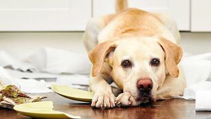 Cuáles son las tres razas de perros más destructivas.
