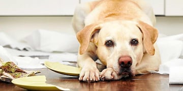 Cuáles son las tres razas de perros más destructivas.