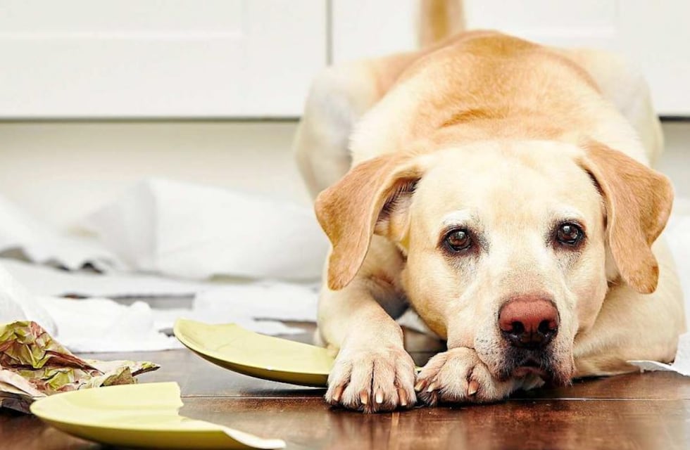 Cuáles son las razas de perros más inteligentes de todas