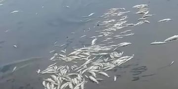 Investigan la muerte de miles de peces en el lago de Embalse.