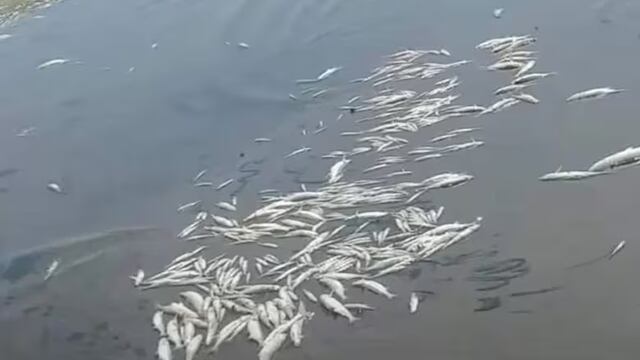 Investigan la muerte de miles de peces en el lago de Embalse.