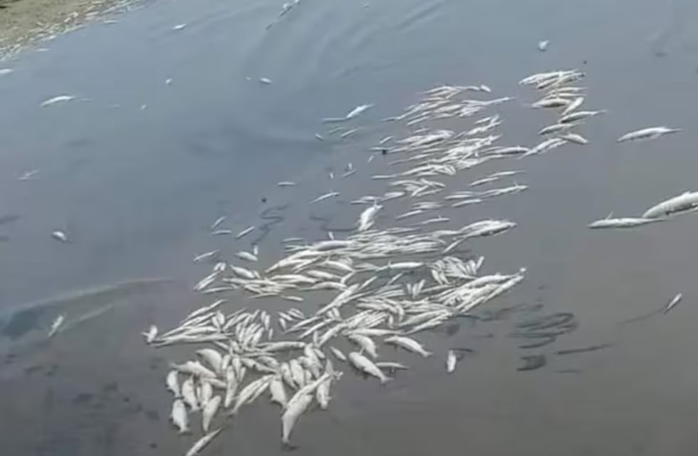 Panorama desolador: investigan la muerte de miles de peces en el lago de Embalse