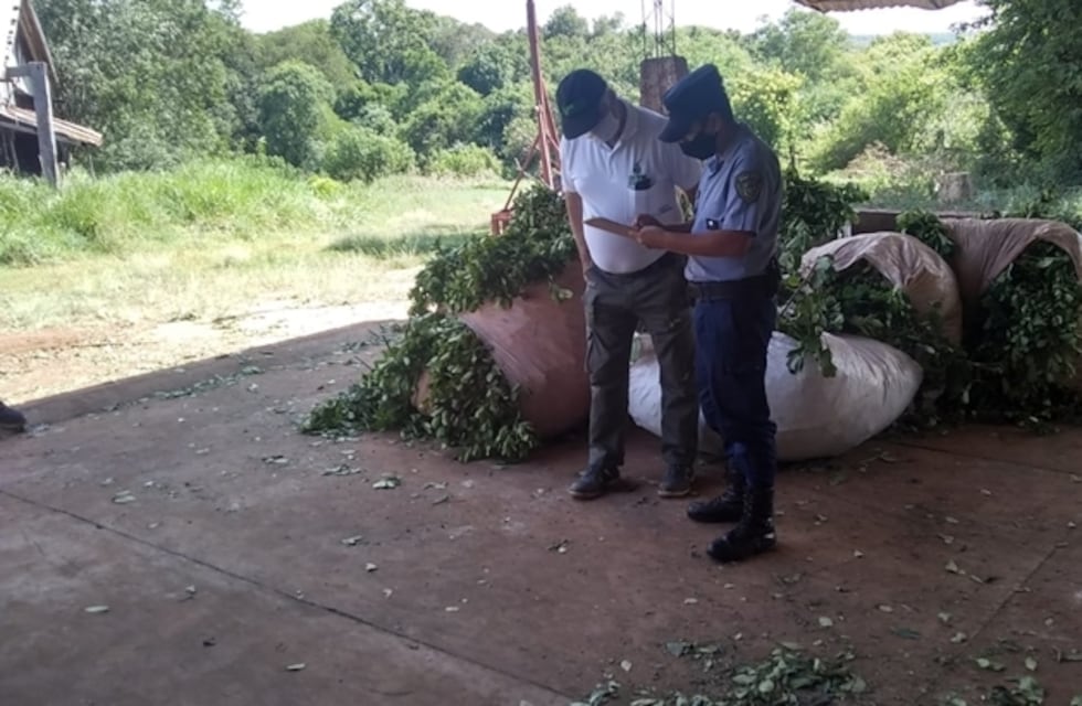 Desmantelaron un galpón de acopio de yerba mate ilegal en Eldorado