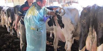 Inseminación semen sexado