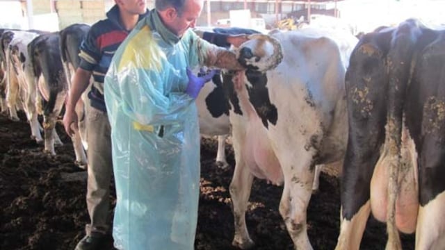 Inseminación semen sexado