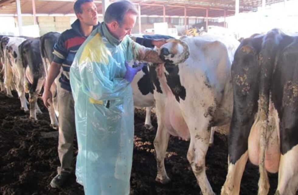 Semen sexado para la inseminación artificial de bovinos